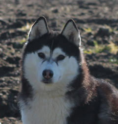 Siberian Husky Nordic Fire