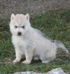 Siberian Husky Nordic Fire