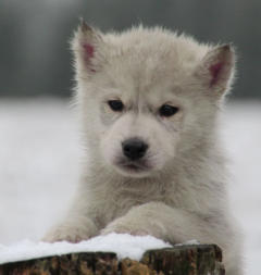 Siberian Husky Nordic Fire