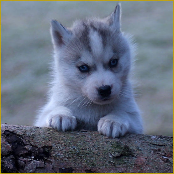 Siberian Husky Nordic Fire