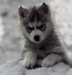 Siberian Husky Nordic Fire