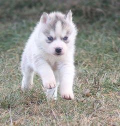 Siberian Husky Nordic Fire