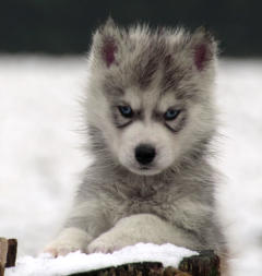 Siberian Husky Nordic Fire