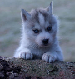 Siberian Husky Nordic Fire