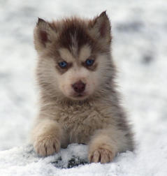 Siberian Husky Nordic Fire