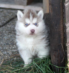 Siberian Husky Nordic Fire