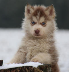 Siberian Husky Nordic Fire