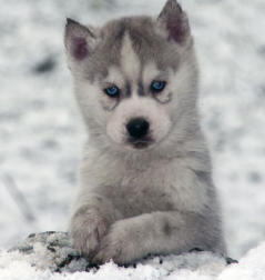 Siberian Husky Nordic Fire