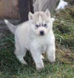 Siberian Husky Nordic Fire