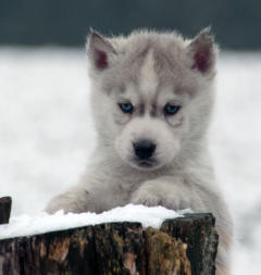 Siberian Husky Nordic Fire