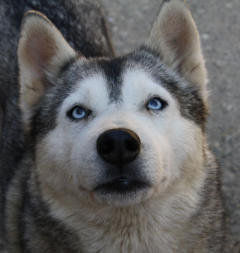 Siberian Husky Nordic Fire