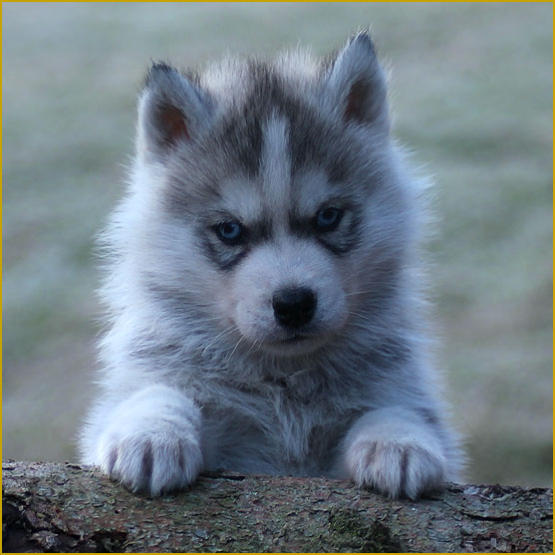 Siberian Husky Nordic Fire