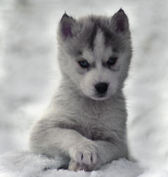 Siberian Husky Nordic Fire