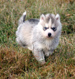 Siberian Husky Nordic Fire