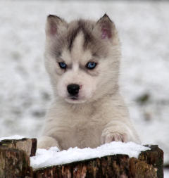 Siberian Husky Nordic Fire