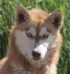 Siberian Husky Nordic Fire