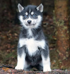 Siberian Husky Nordic Fire