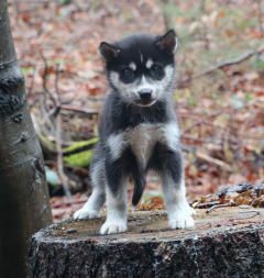 Siberian Husky Nordic Fire