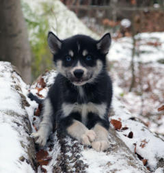 Siberian Husky Nordic Fire