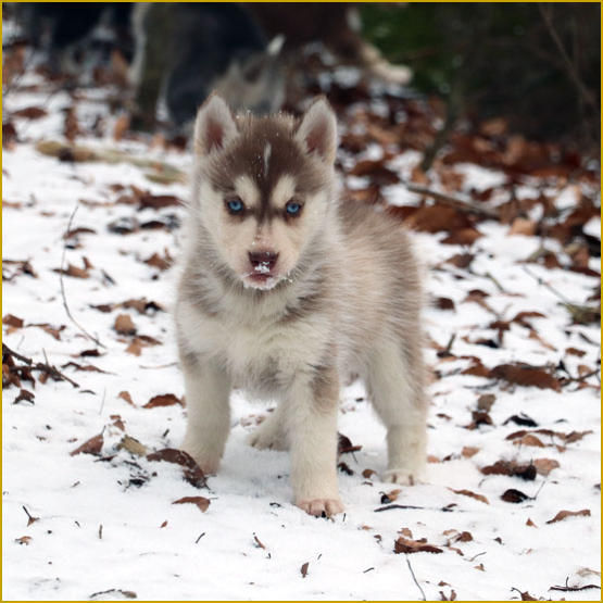 Siberian Husky Nordic Fire