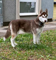 Siberian Husky Nordic Fire