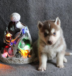 Siberian Husky Nordic Fire