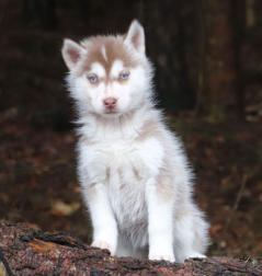 Siberian Husky Nordic Fire