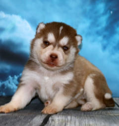 Siberian Husky Nordic Fire