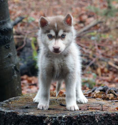 Siberian Husky Nordic Fire