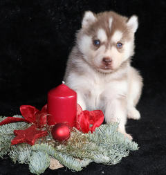 Siberian Husky Nordic Fire