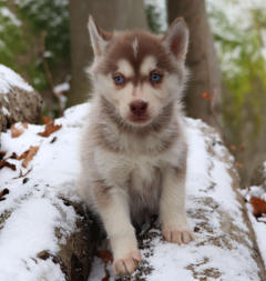 Siberian Husky Nordic Fire