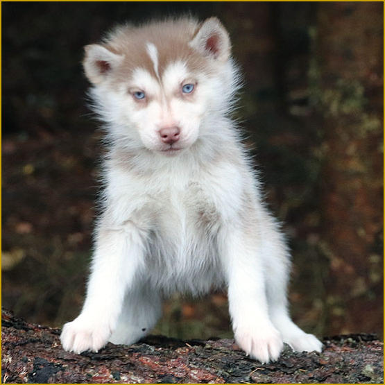 Siberian Husky Nordic Fire