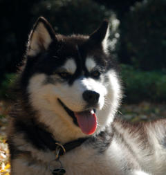 Siberian Husky Nordic Fire