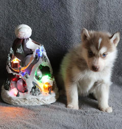 Siberian Husky Nordic Fire