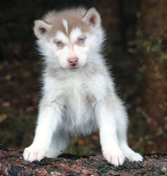 Siberian Husky Nordic Fire