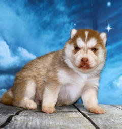 Siberian Husky Nordic Fire