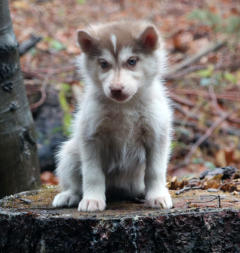 Siberian Husky Nordic Fire