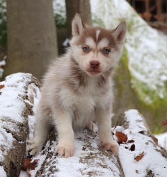 Siberian Husky Nordic Fire