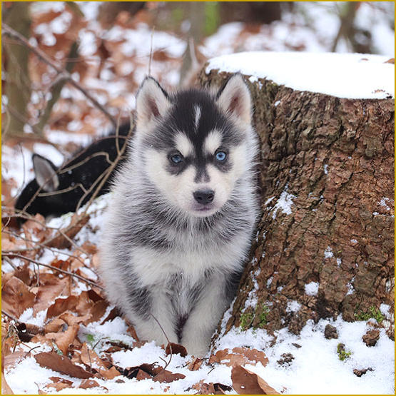 Siberian Husky Nordic Fire