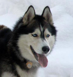 Siberian Husky Nordic Fire