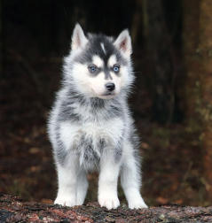 Siberian Husky Nordic Fire