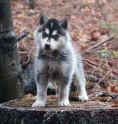 Siberian Husky Nordic Fire