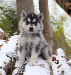 Siberian Husky Nordic Fire