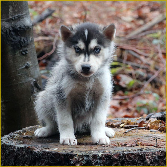 Siberian Husky Nordic Fire