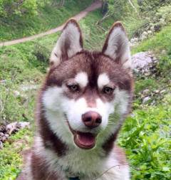 Siberian Husky Nordic Fire