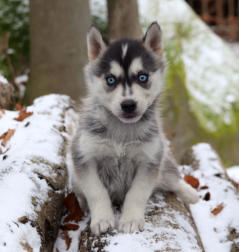 Siberian Husky Nordic Fire