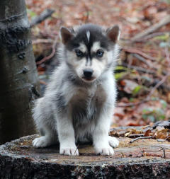 Siberian Husky Nordic Fire