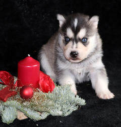 Siberian Husky Nordic Fire