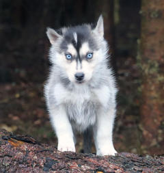 Siberian Husky Nordic Fire