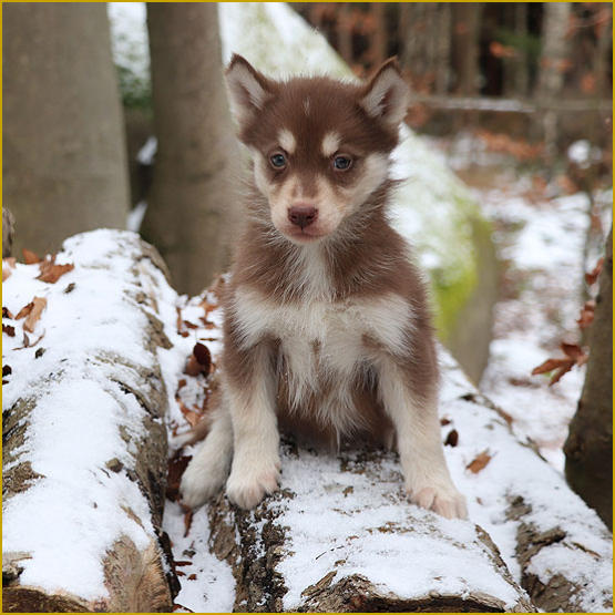 Siberian Husky Nordic Fire